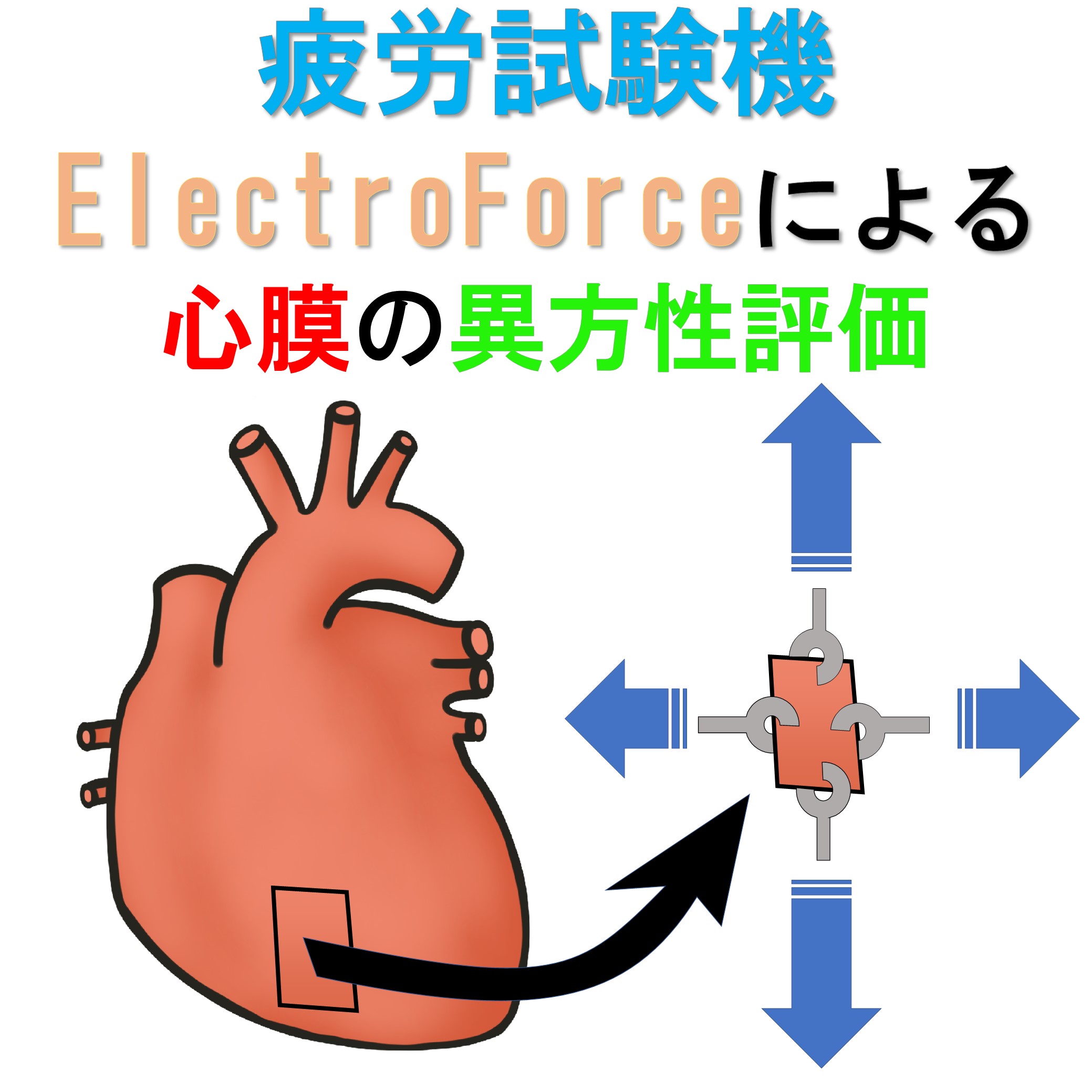 分析事例：平面二軸試験機を用いた心膜の力学特性評価