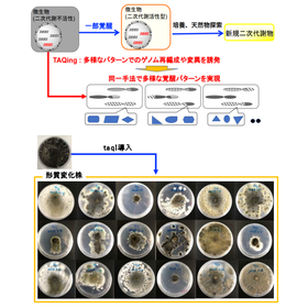 東北大学技術：TAQingシステムを糸状菌に応用：T22-154