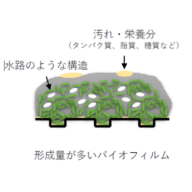 菌種によるバイオフィルム形成の違い