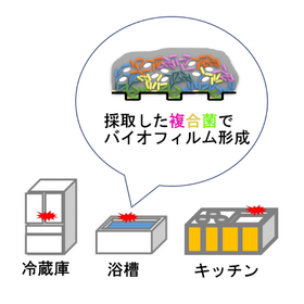 複合菌を用いたバイオフィルム評価ー採取した菌でバイオフィルム形成