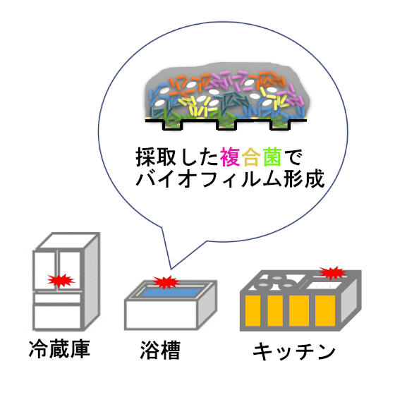 複合菌バイオフィルム.png