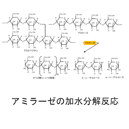 アミラーゼの加水分解.png