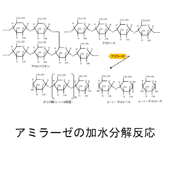 アミラーゼの加水分解.png