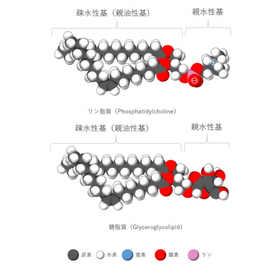 【豆知識】脂質分子と脂肪酸測定法