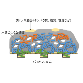 【豆知識】バイオフィルム－その役割と成り立ち