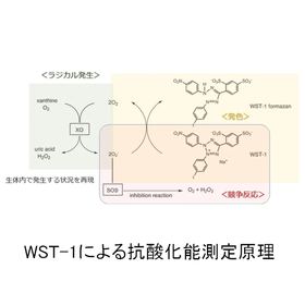 【豆知識】抗酸化能測定について