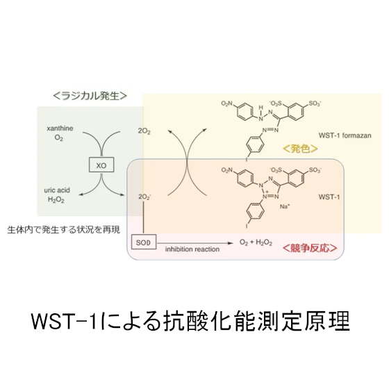WST-1による抗酸化能測定原理.png