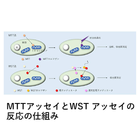 【豆知識】細胞活性評価法について