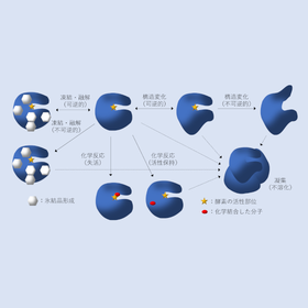 【豆知識】酵素の失活