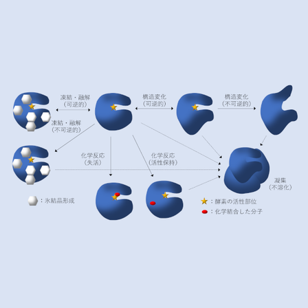 酵素の失活図.png