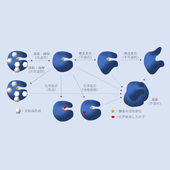 酵素の失活図.png