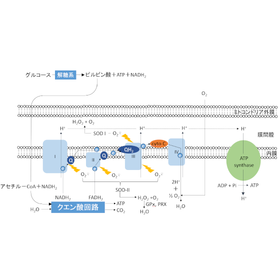 【豆知識】スーパーオキサイドディスムターゼ＜酵素の仕事シリーズ＞