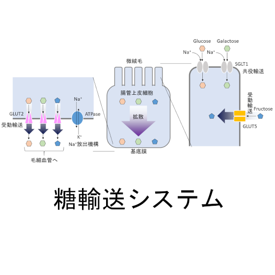糖輸送システム.png
