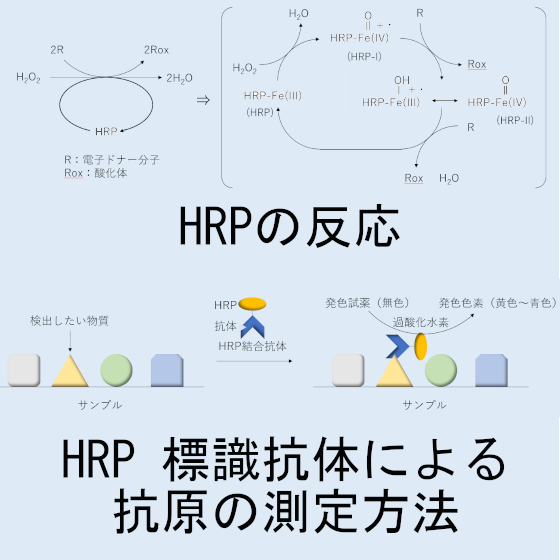 ペルオキシダーゼ.png