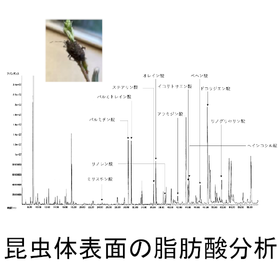 【分析事例】昆虫の体表面の脂肪酸分析
