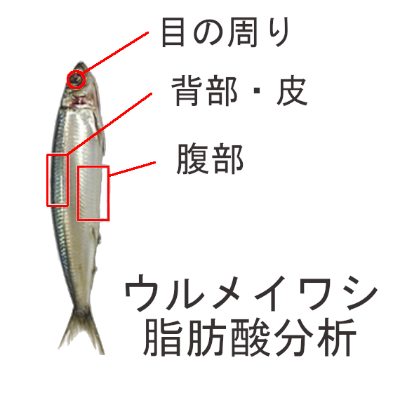 【分析事例-脂肪酸分析-】魚の部位による脂肪酸組成の違い