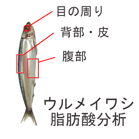 ウルメイワシ脂肪酸分析.png