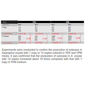 Tohoku Univ. Technology : Aspergillus oryzae introduced with multi-copy genes : T24-084