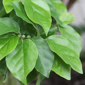 胃酸分泌抑制と胃粘膜の保護『針桑（ハリグワ）葉抽出物』