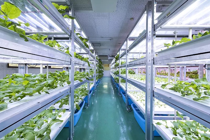 空工場、遊休土地を有効活用しませんか?【水耕栽培の製作販売】