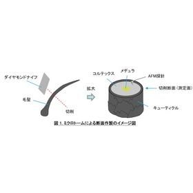 【分析事例】ミクロトーム法で作製した毛髪断面の機械特性評価