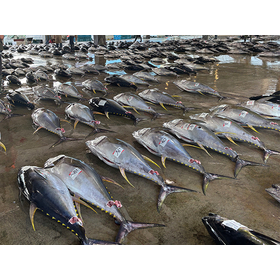 マグロ輸送温度を見える化│使い切りRFID温度ロガー活用事例