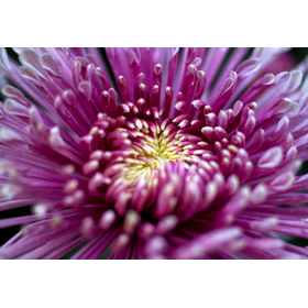 Purple Chrysanthemum Exosome "EXO P...