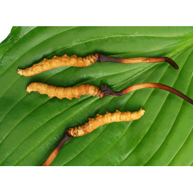 Cordyceps Exosomes "EXO CORD AZ"