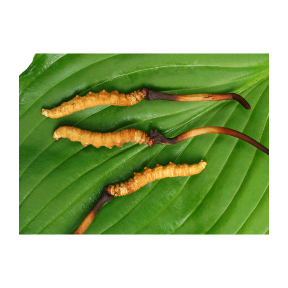 スクリーンショット 2025-11-19 14.57.54.png