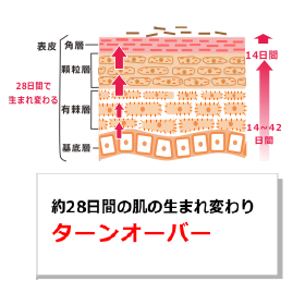 お肌のための化学のおはなし～肌の再生メカニズム編～