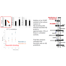 Tohoku Univ. Technology ：Amyloid‑&beta;&ndash;...