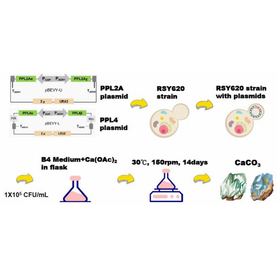 Tohoku Univ. Technology ：Functional...