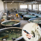 Iotalert_Aquaculture.jpg