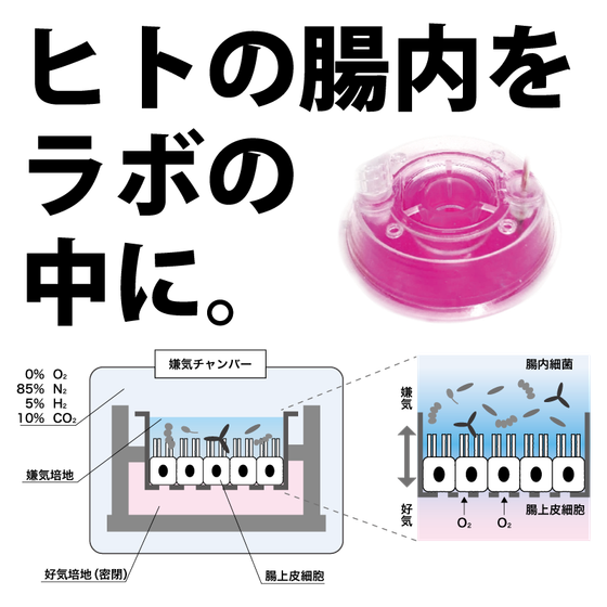 アピカル嫌気_202608.png
