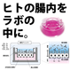 アピカル嫌気_202608.png