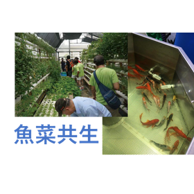 Methods for Managing Dissolved Oxygen to Increase Productivity in Aquaponics