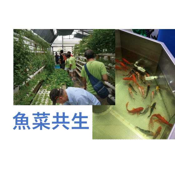 魚菜共生.png