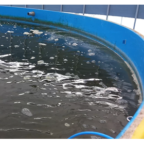 【養殖水槽の酸素不足】にお困りのお客様に簡単設置の酸素発生器
