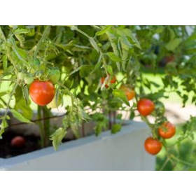 [Industrial Knife Example] Mechanical Scissors for Vegetable Automatic Harvesting and Vine Cutting