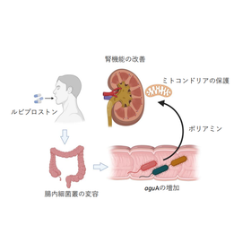 東北大学技術：便秘薬ルビプロストンの腎保護作用：T25-005 製品画像