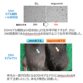 秋田大学・名古屋大学技術：遺伝性対側性色素異常症治療薬 製品画像
