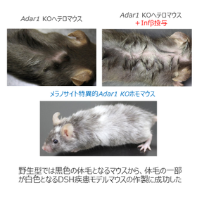 秋田大学・名古屋大学技術：遺伝性対側性色素異常症疾患モデルマウス 製品画像
