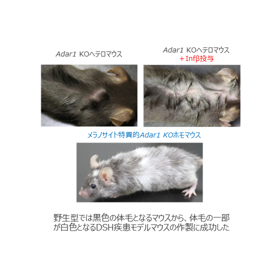 A26-002_1.png
