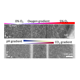 東北大学技術：マイクロ流体デバイス：T25-057