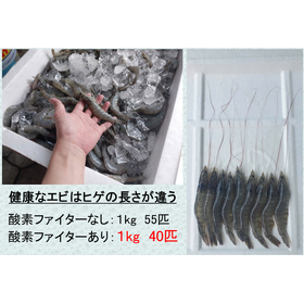 【水産養殖】バナメイエビのばらつきを抑える！溶存酸素維持の重要性