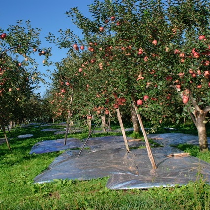 押出ラミネート製品（農業資材）