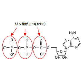 お肌のための化学のおはなし～ATPってなに？編～