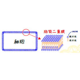 お肌のための化学のおはなし～乳液にできること～
