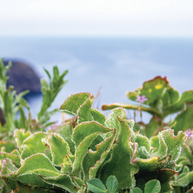 アイスプラント複合エキス
