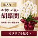 法人胡蝶蘭バナー (中).png